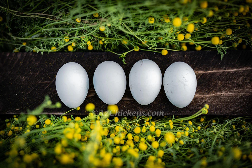 Rainbow Egg Assortment – Buy 10 + 5 Bonus Free (15 Female Chicks, Shipping Included) - Image 11