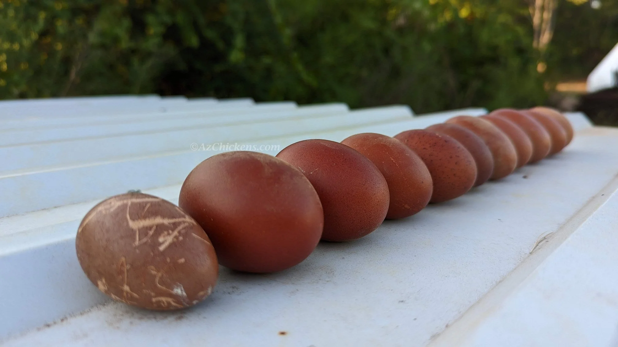 Rainbow Egg Assortment – Buy 10 + 5 Bonus Free (15 Female Chicks, Shipping Included) - Image 12