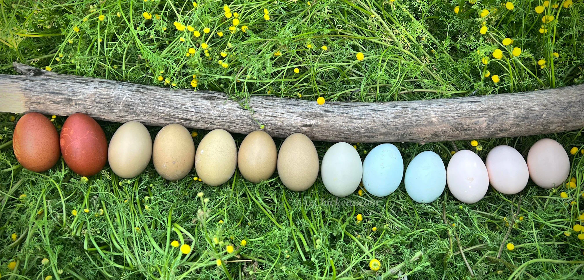 Rainbow Egg Assortment – Buy 10 + 5 Bonus Free (15 Female Chicks, Shipping Included) - Image 4