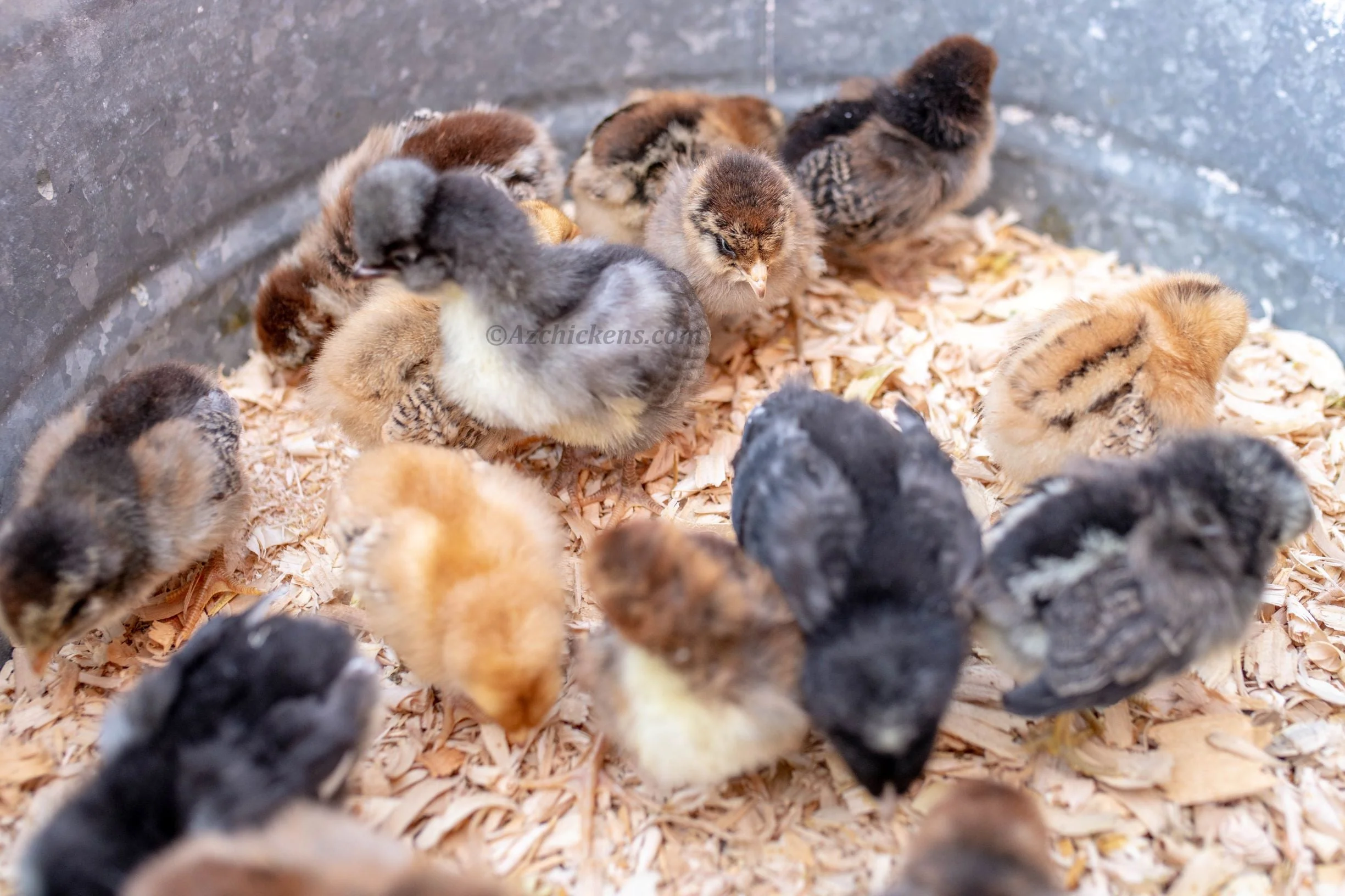 Rainbow Egg Assortment – Buy 10 + 5 Bonus Free (15 Female Chicks, Shipping Included) - Image 5