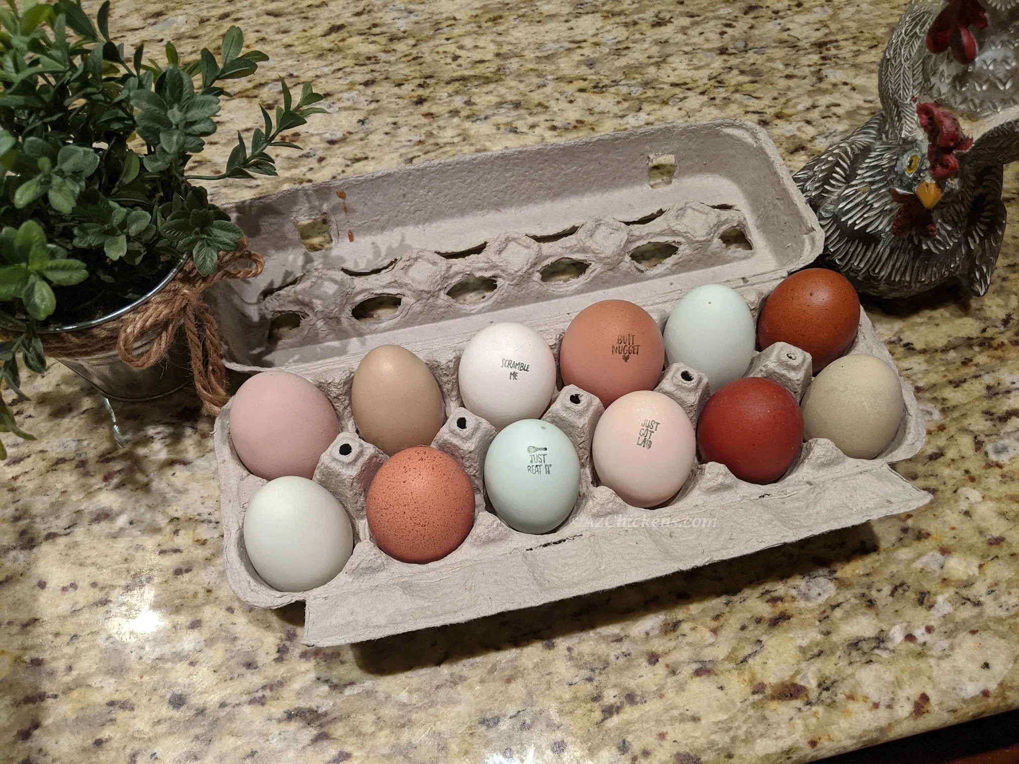 Rainbow Egg Assortment – Buy 10 + 5 Bonus Free (15 Female Chicks, Shipping Included) - Image 7
