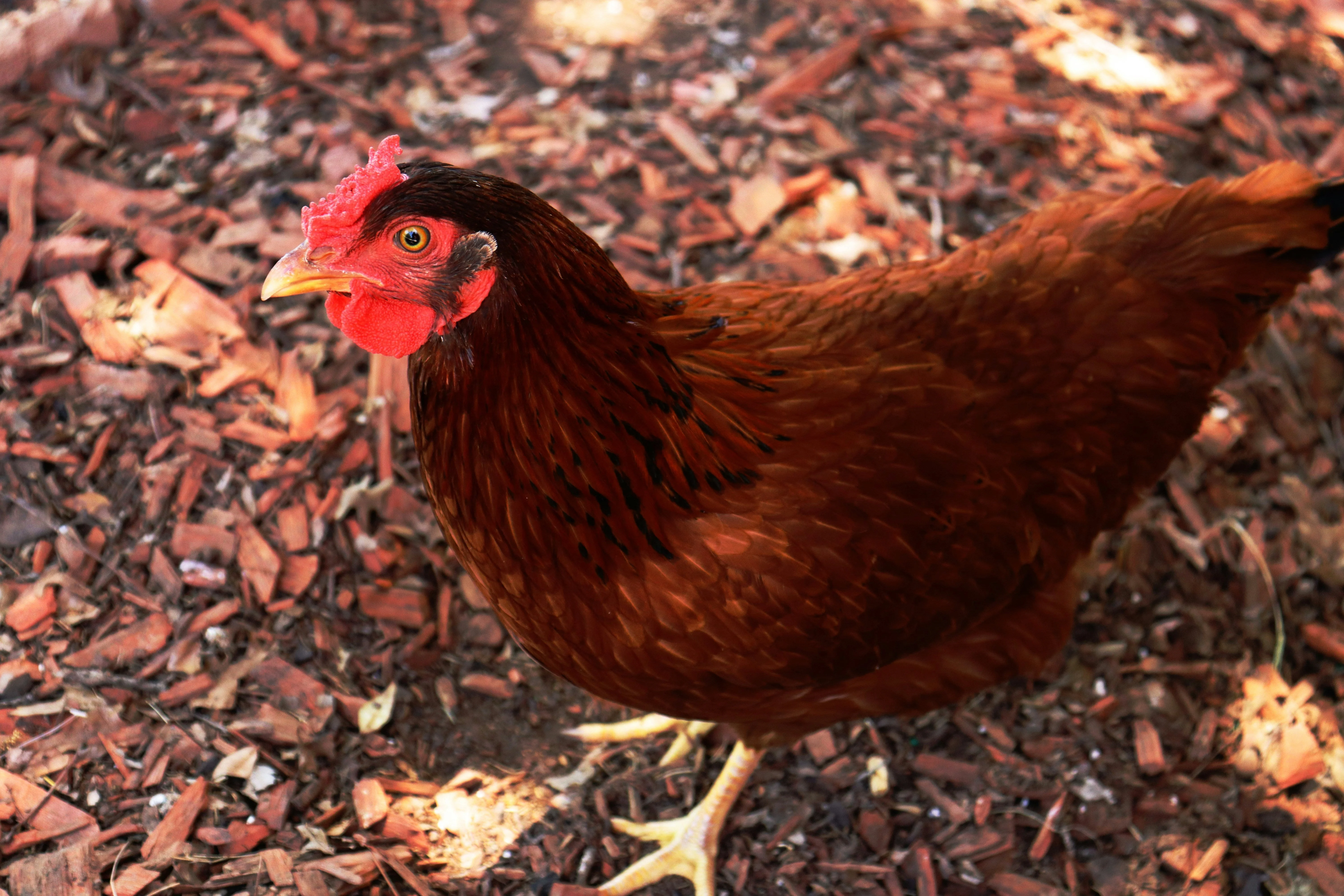 Rhode Island Red Chicks – Buy 10 + 5 Bonus Free (15 All-Female, Shipping Included) - Image 6