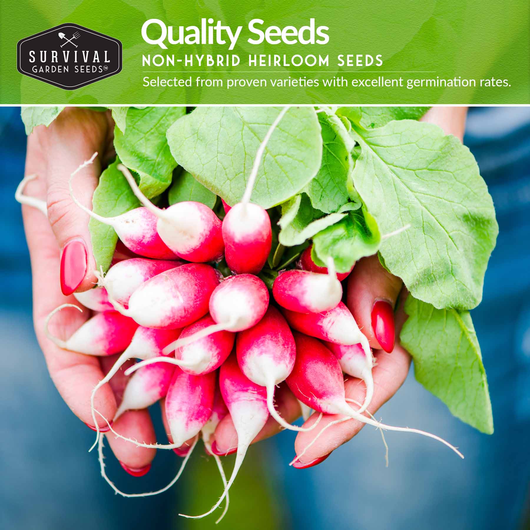 Root Vegetable Seed Collection – Cool-Season Carrots, Turnips, Radishes, Kohlrabi, Rutabagas & Golden Beets - Image 3