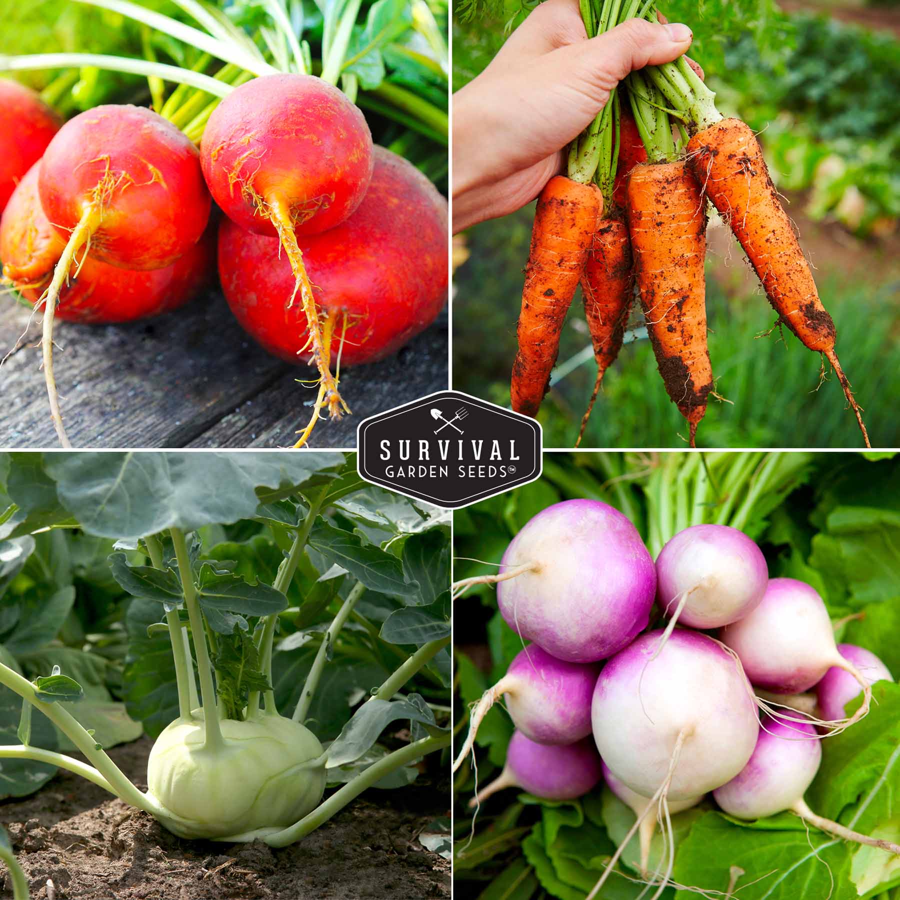 Root Vegetable Seed Collection – Cool-Season Carrots, Turnips, Radishes, Kohlrabi, Rutabagas & Golden Beets - Image 4