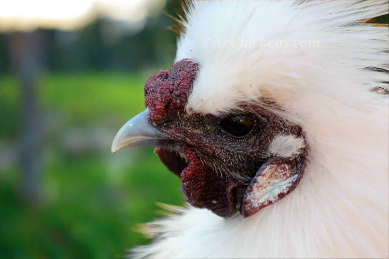 Silkie Chicks – Buy 6 + 3 Bonus Free (9 Unsexed, Mixed Colors, Shipping Included) - Image 4