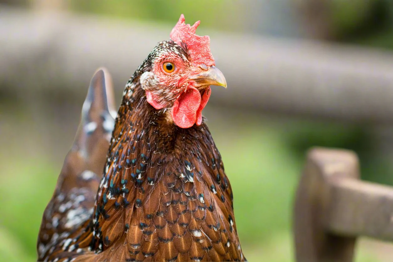 Speckled Sussex Chicks – Buy 10 + 5 Bonus Free (15 Females Total, Shipping Included) - Image 3