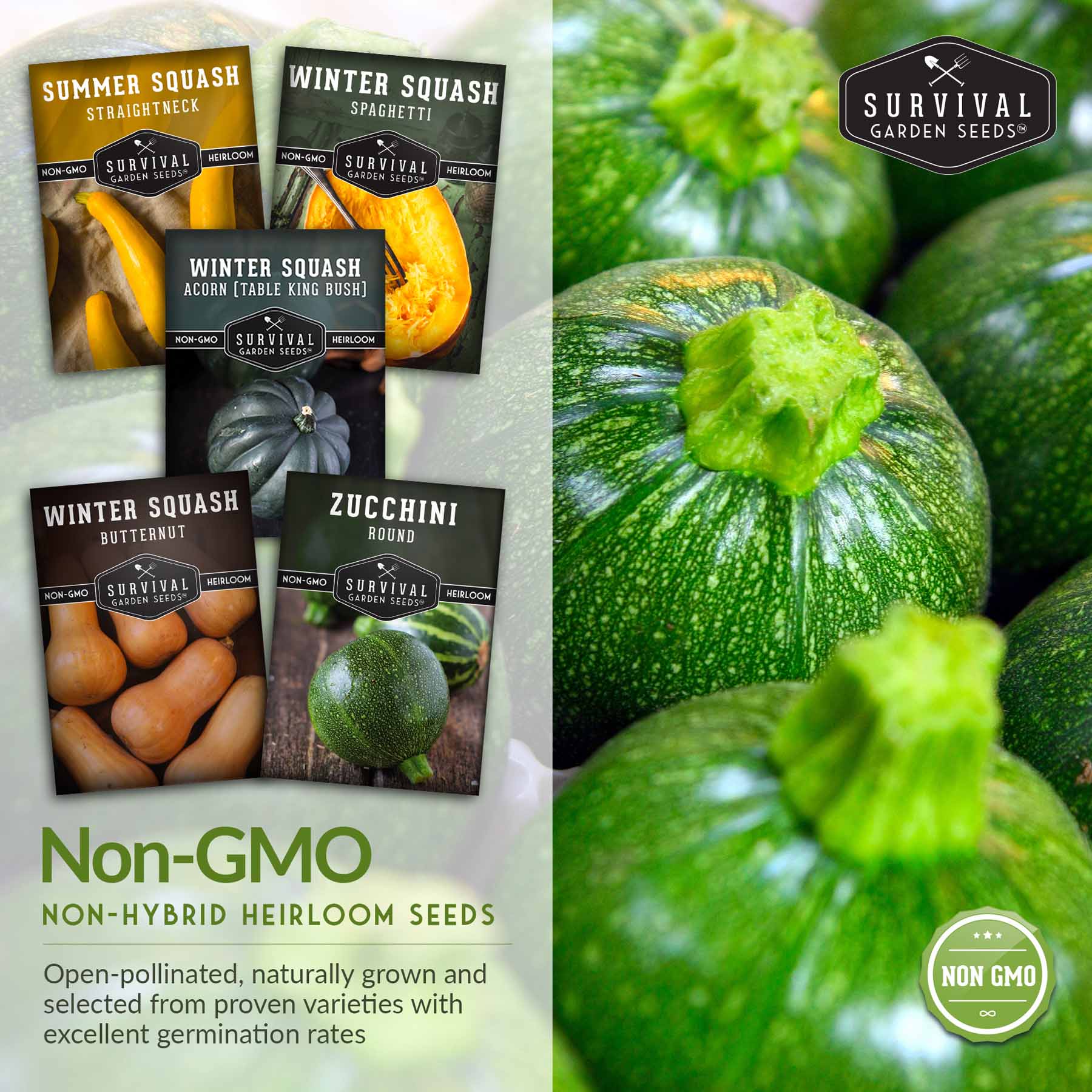 Squash Seed Collection – Zucchini, Yellow Summer, Butternut, Spaghetti & Acorn Varieties for Productive Summer and Winter Harvests - Image 5