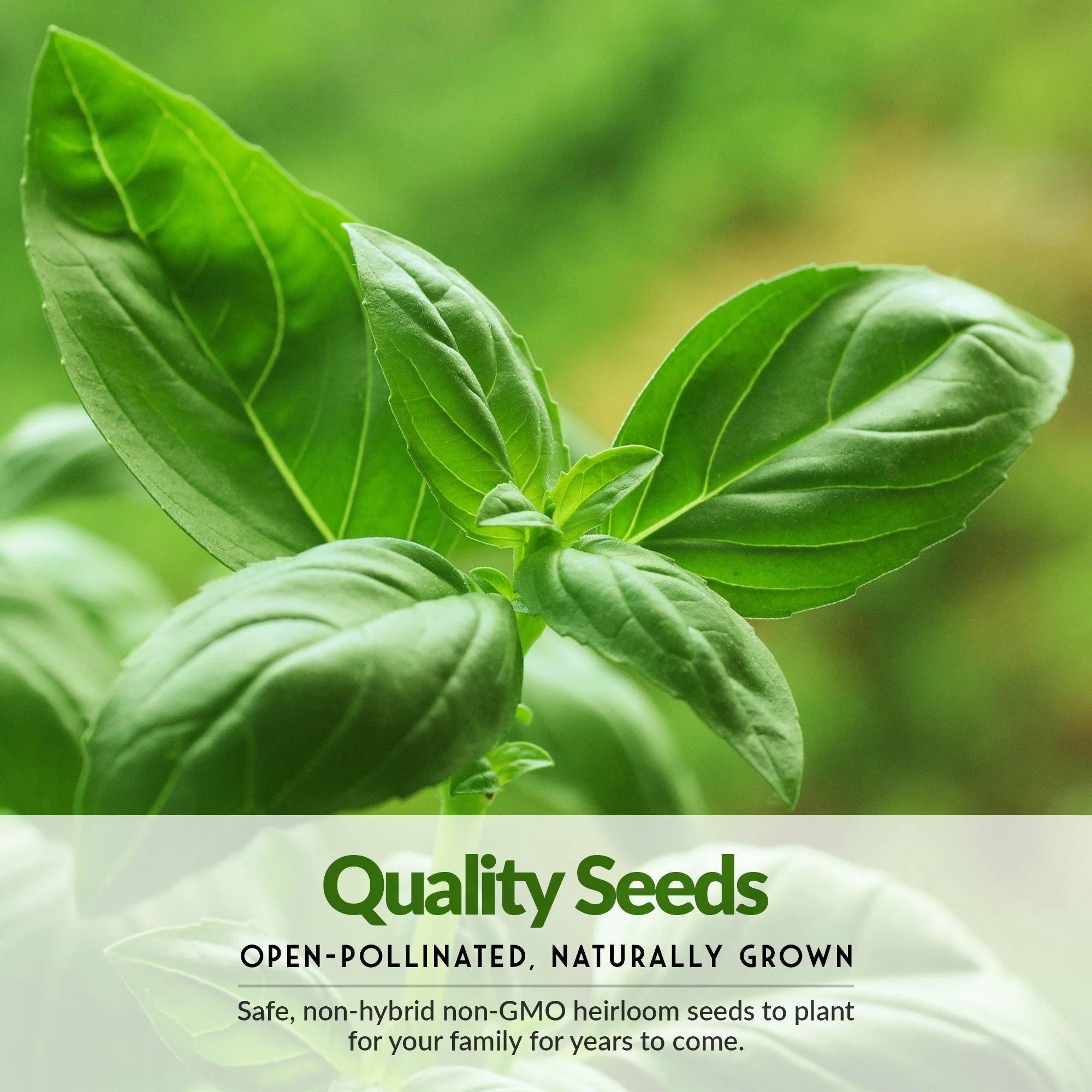 20 Variety Vegetable Garden Starter Seed Collection – Non-GMO Heirloom Kit for Beginner-Friendly Home Growing - Image 4