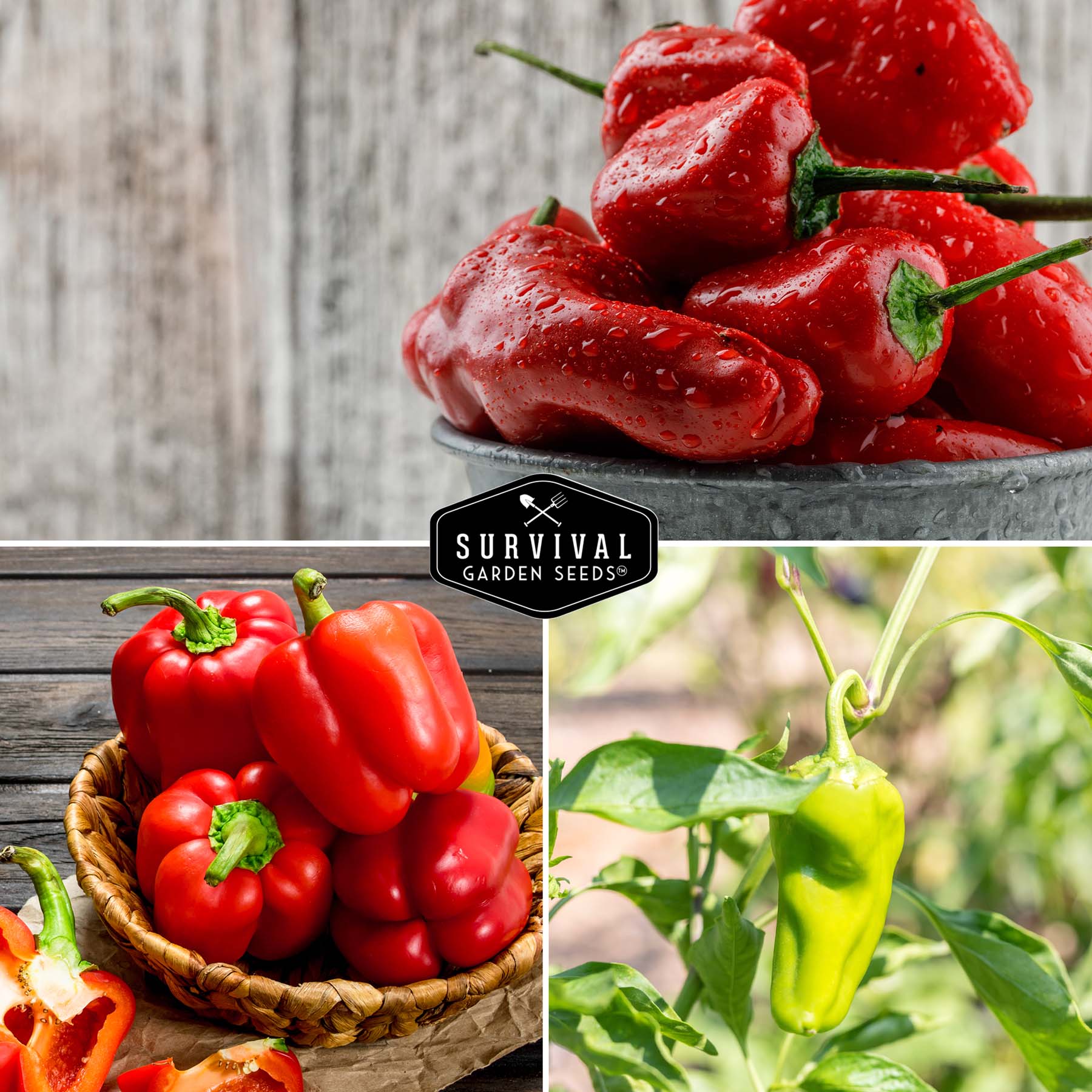 Sweet Pepper Collection - California Wonder Bell, Marconi Red, Cubanelle, Chocolate Beauty, and Big Red Peppers - Image 3