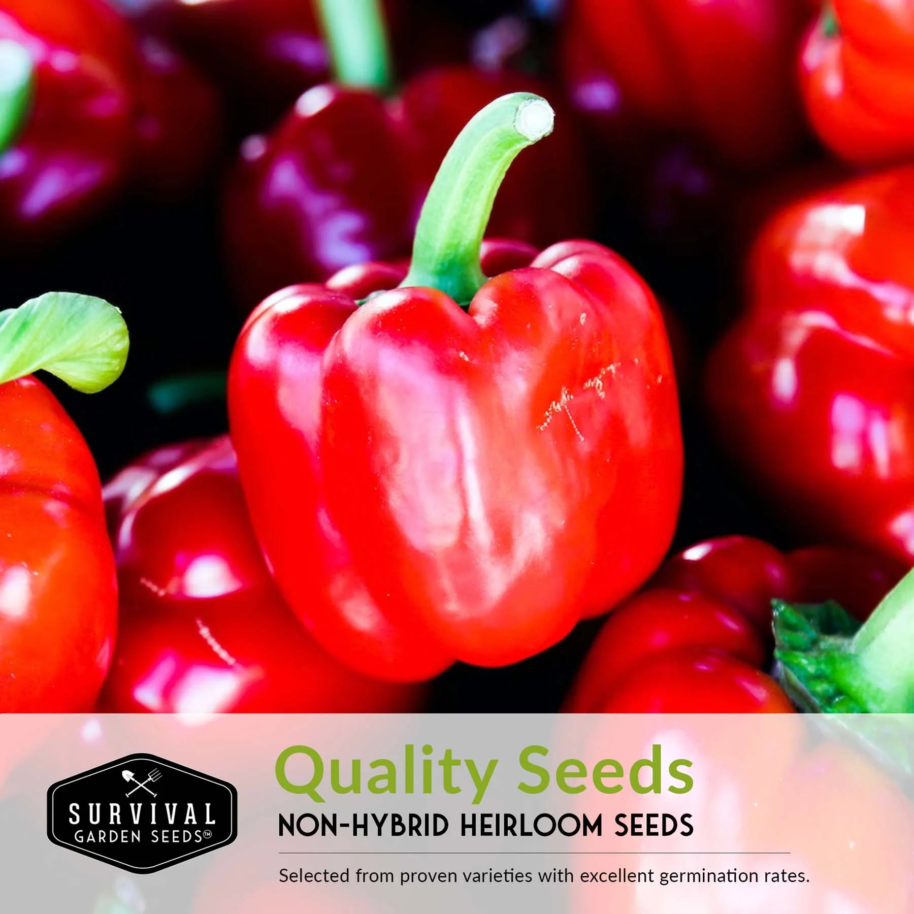 Sweet Pepper Collection - California Wonder Bell, Marconi Red, Cubanelle, Chocolate Beauty, and Big Red Peppers - Image 4