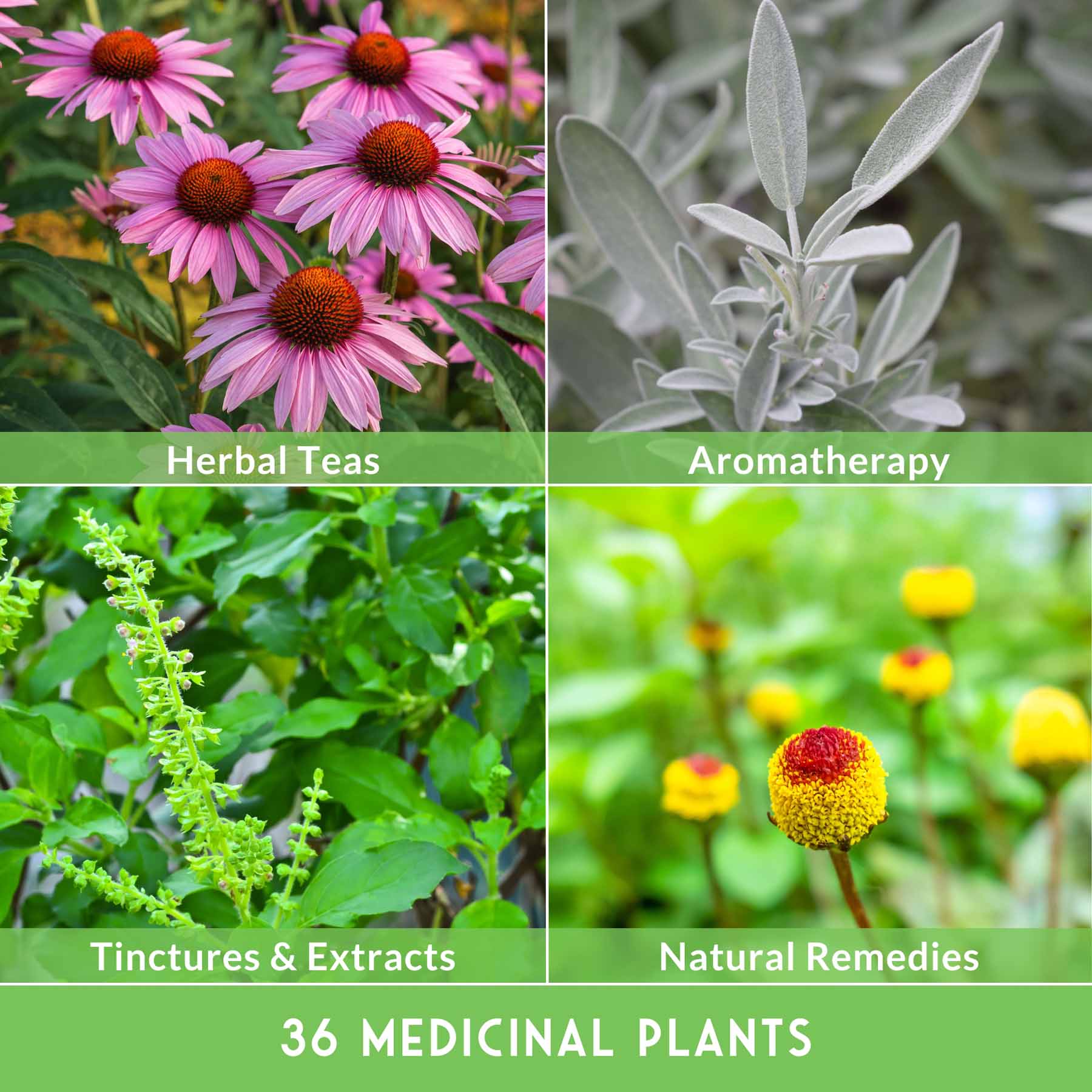 Medicinal Herb Garden - 36 Heirloom Seed Varieties for a Wellness Garden - Image 6