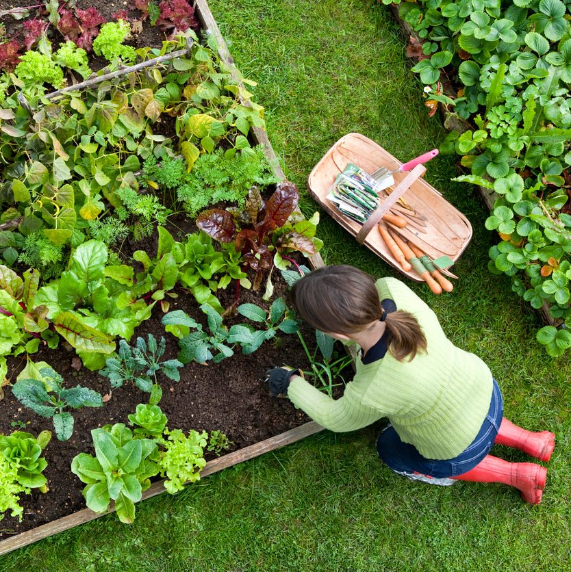 Vegetable Garden Seeds (SC) - Image 3