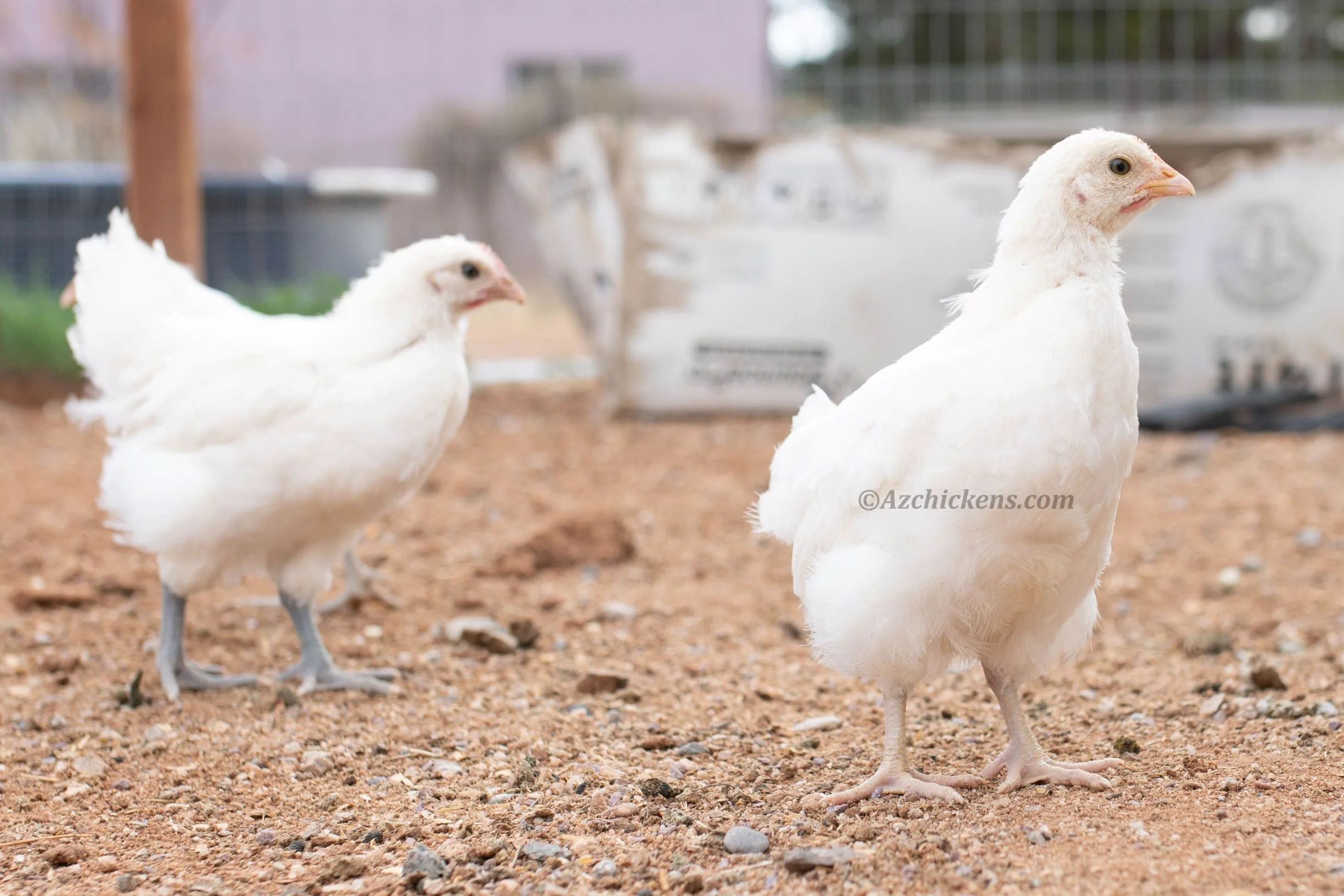 White American Bresse Chicks - Buy 10 + 5 Bonus Free (Unsexed, Shipping Included) - Image 6