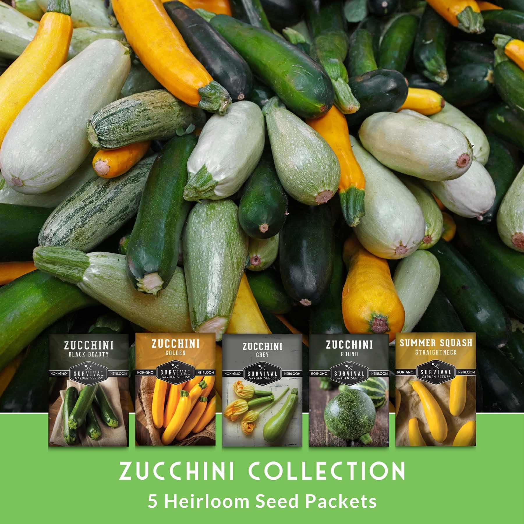 Zucchini & Summer Squash Seed Collection – Black Beauty, Round, Golden, Grey Zucchini & Straight Neck Yellow Squash - Image 2