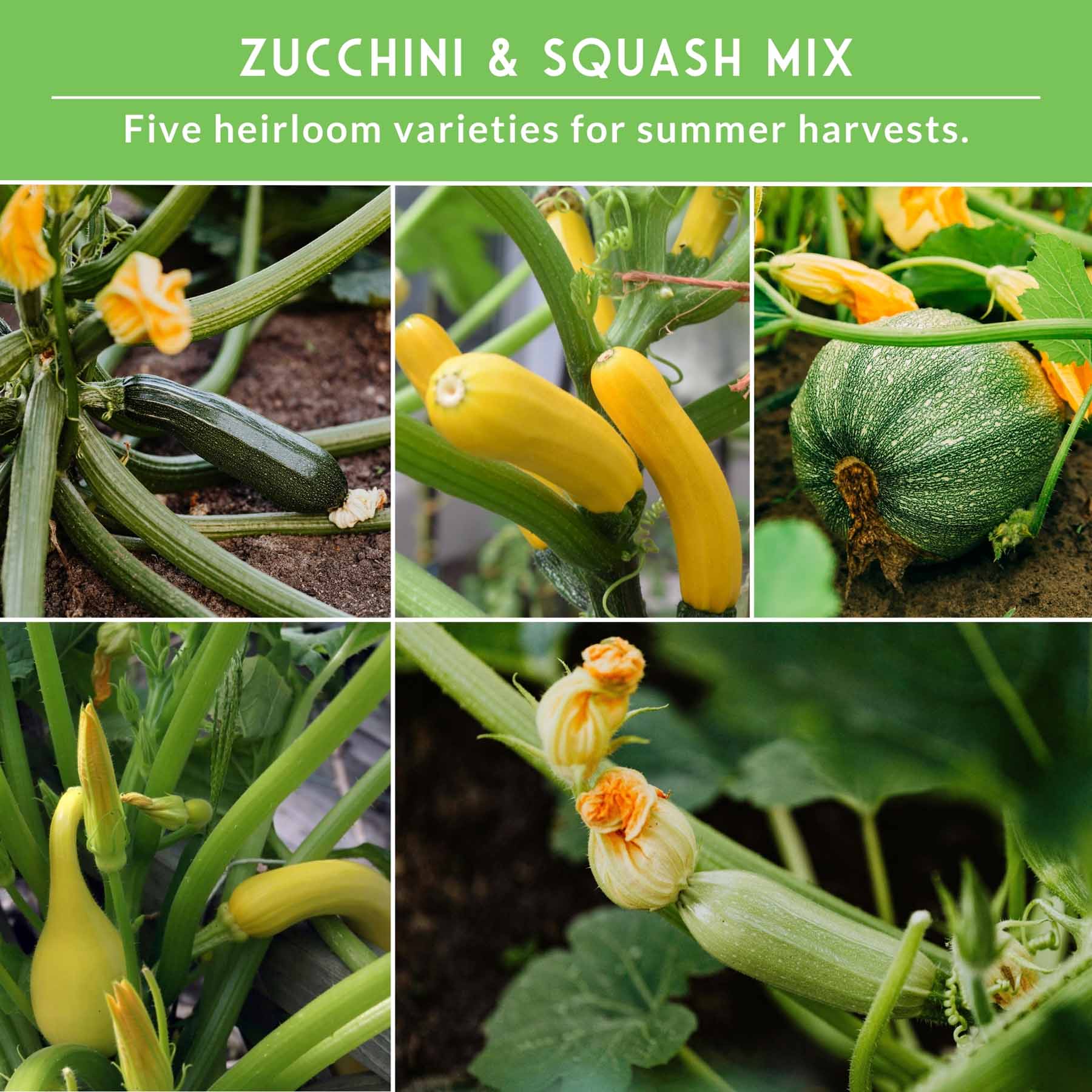 Zucchini & Summer Squash Seed Collection – Black Beauty, Round, Golden, Grey Zucchini & Straight Neck Yellow Squash - Image 4