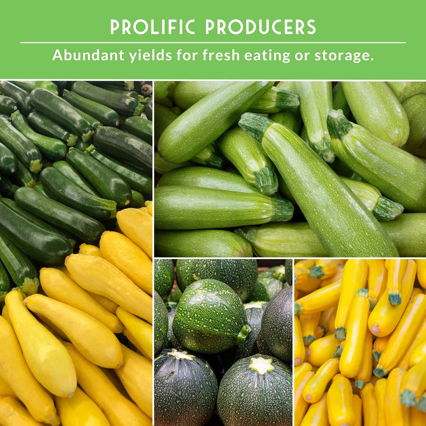 Zucchini & Summer Squash Seed Collection – Black Beauty, Round, Golden, Grey Zucchini & Straight Neck Yellow Squash - Image 5